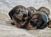 MINI SMOOTH DASCHUNDS READY JULY 8TH