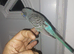 Black face hand reared tame budgie