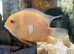 Golden Severum