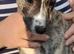 Stunning top quality lurcher puppies