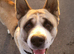 2.5yrs old akita