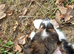 Male puppy