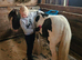 Pibald gypsy cob