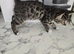 Kittens bengal males