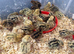 Just hatched Jumbo Japanese Quail Chicks