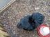 STUD. American Silkie Stud Cockerel.