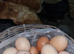 Organic eggs