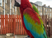 Handreared Tame Greenwing Macaw
