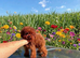 Micro asian toy poodle Girl