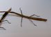 2 Speckled patch stick insects (Hermagoras foliopeda "Waigeo Island")