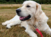 Golden retrievers girl kc reg