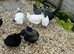 Point of Lay Chickens - READY NOW