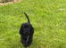 KC registered Cocker Soaniel Pups