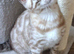 LAST ONE . READY NOW....Male seal mink snow Bengal