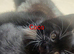 Cute 8 week kittens needing home