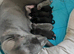 Cane Corso