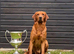 Kc registered fox red Labradors