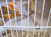 Red factor canaries