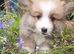 Pedigree IKC Red & White Pembroke Welsh Corgi Male Pups from Champion lines