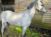 2 year old registered Welsh section b gelding
