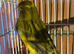 Lovely fife canary