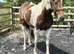 Talented Irish Cob x Sports Horse Mare