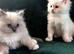 Ragdoll kittens pedigree