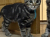 Female Bengal x British longhair