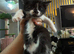 Kitten for sale