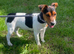 Miniature Jack Russell
