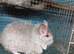 Large Two And A Half Pounds Beige Female 2 years old