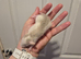 ON HOLD 3 Male Baby Dumbo Rats