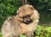 *Beautiful pedegree pomeranian pup*
