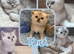 Pedigree Silver / Golden British Shorthair Kittens