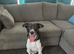 Jack Russell cross collie