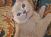 Ready to leave British Shorthair Kittens