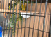 male Irish Finch, and female Goldfinch