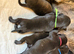 Stunning brindle staffys!