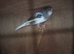 Persian canary