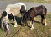 2 colt brothers