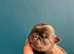 Chihuahua puppies kc registered