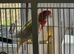 Budgies