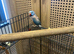 Young blue ring neck