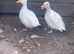 Breeding pair of white call ducks