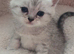 Beautiful British kittens