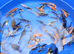 3-5" & 4-6" mixed koi, large koi. PLEASE SEE PRICING