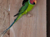 Plum-headed parakeet