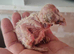 Barn owl chicks