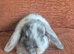 Mini lop doe