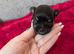 Little boy Chihuahua puppy